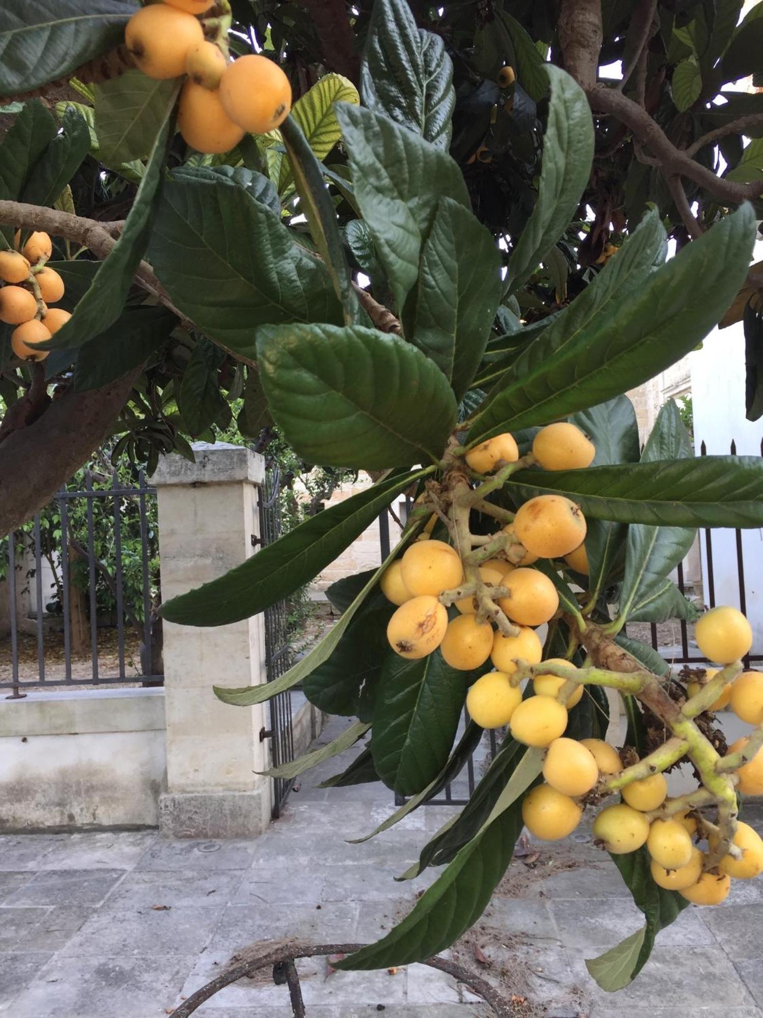 לינה וארוחת בוקר לצ'ה Palazzo De Carlo E Il Parco Dei 7 Pozzi מראה חיצוני תמונה